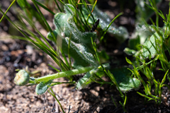 Othonna heterophylla