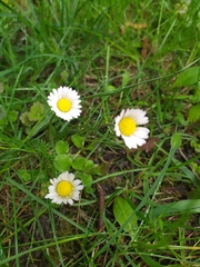 Bellis perennis