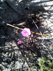 Oxalis eckloniana-nidulans