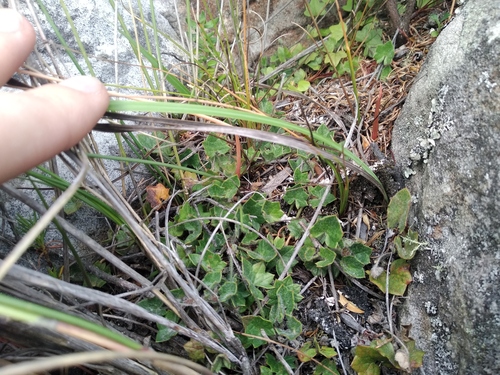 Ivyleaf Capepurse (Centella macroda)