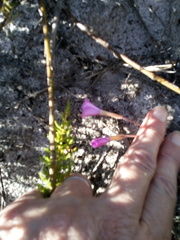 Oxalis eckloniana-nidulans