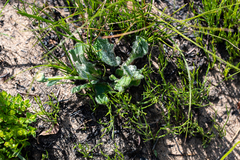 Othonna heterophylla