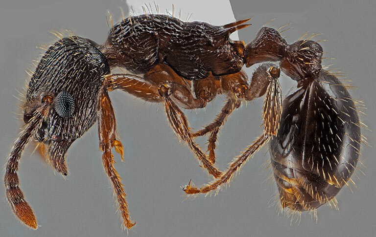 Myrmica lobifrons