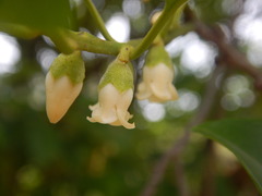Diospyros morrisiana