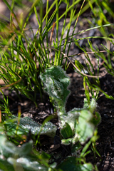 Othonna heterophylla