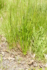 Juncus effusus pacificus