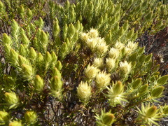 Phylica pubescens pubescens