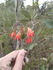 Alstroemeria gardneri