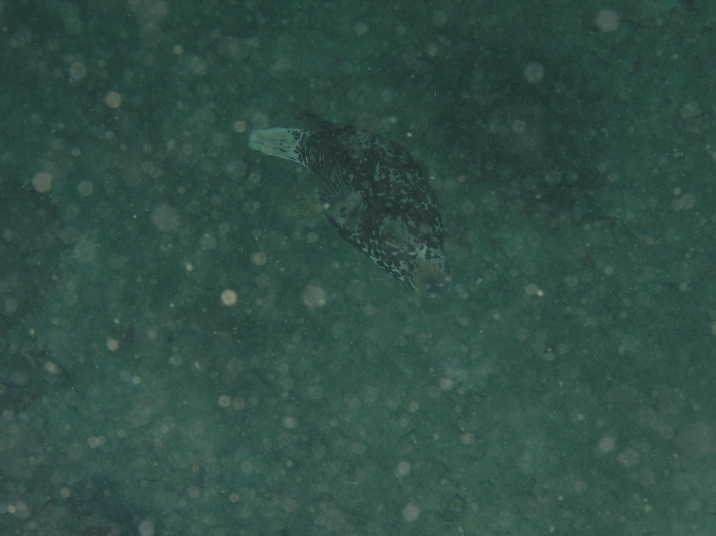 Blackspotted puffer