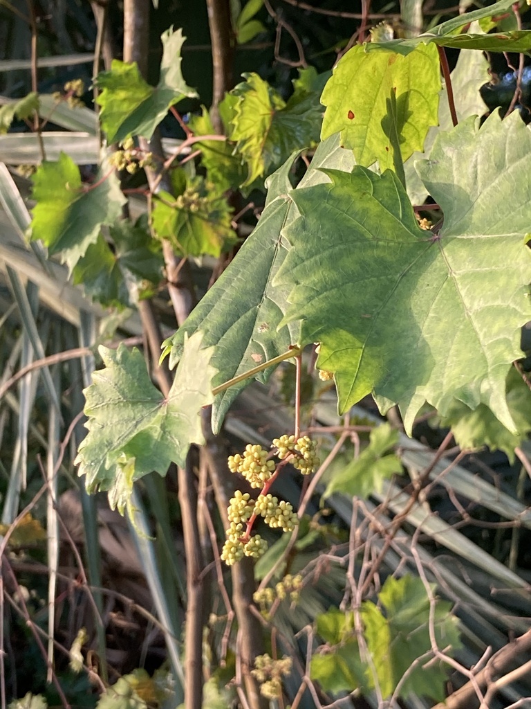 muscadine from Loxahatchee, Loxahatchee, FL, US on April 29, 2024 at 07 ...