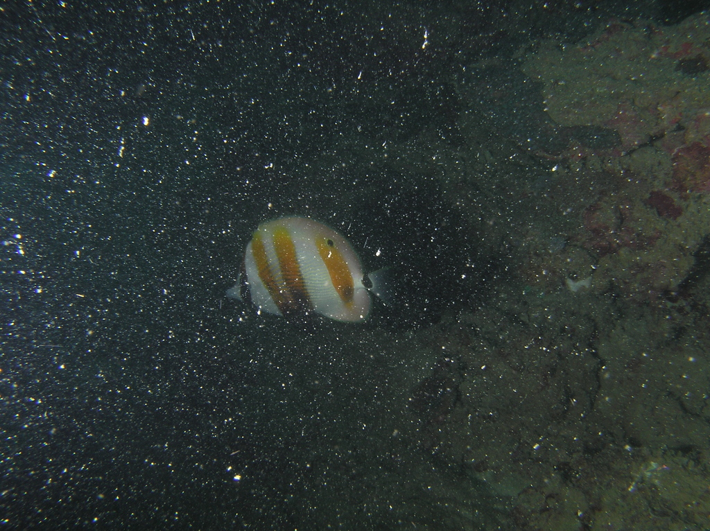 Golden-girdled Coralfish