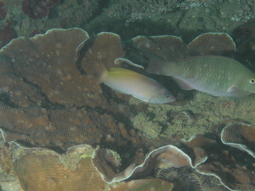 Half-grey Wrasse