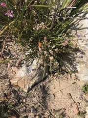 Chrysoritis chrysaor