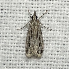 Eudonia strigalis