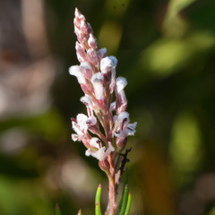 Spatalla racemosa