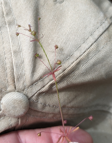 Image of Tonella tenella by (c) John A Haskins, some rights reserved (CC BY)