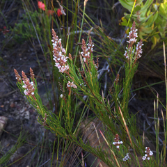 Spatalla racemosa