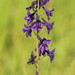Sierra Larkspur - Photo (c) Guy Lemelin, some rights reserved (CC BY-NC), uploaded by Guy Lemelin