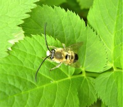 Eucera longicornis