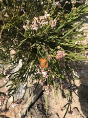 Chrysoritis chrysaor