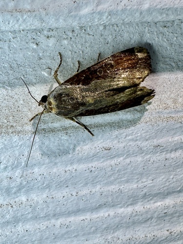 Variable Narrow-wing photo 5