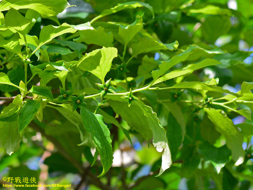 Diospyros oldhamii iNat (1)