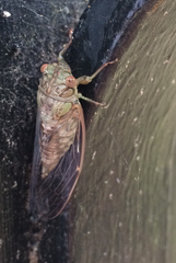 Neocicada hieroglyphica