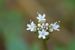 Valeriana sitchensis