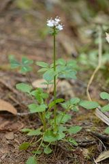 Valeriana sitchensis