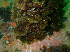 Exallosorus harveyanus