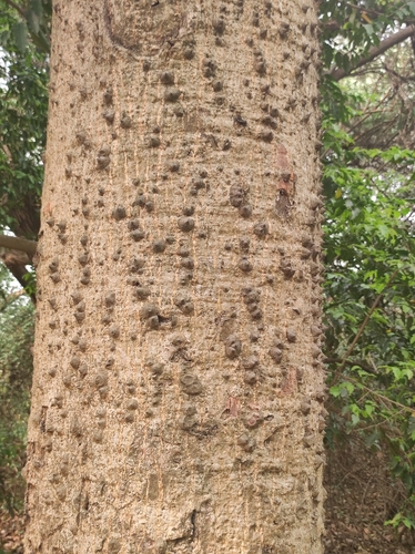 Red Silk Cotton Tree