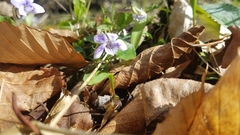 Viola rostrata