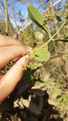 Pristimera celastroides