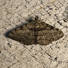 Digrammia gnophosaria