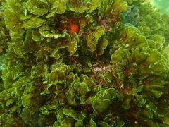 Exallosorus harveyanus