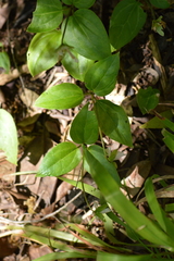 Pseudotrillium rivale