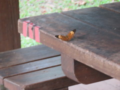 Cupha erymanthis erymanthis