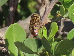Eristalinus barclayi