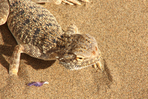 Secret Toadhead Agama