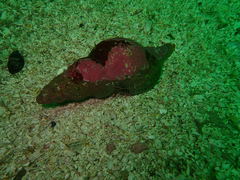 Lugubrilaria lugubris