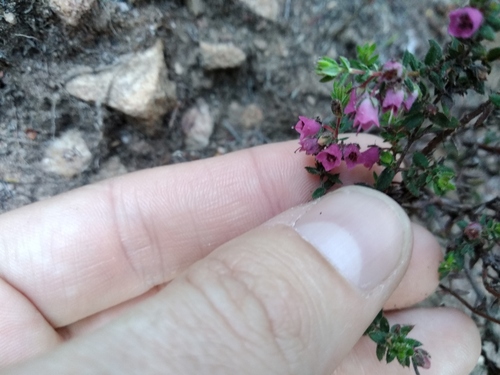 Gland Heath (Erica planifolia)
