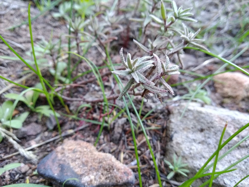 Crassula pruinosa 2