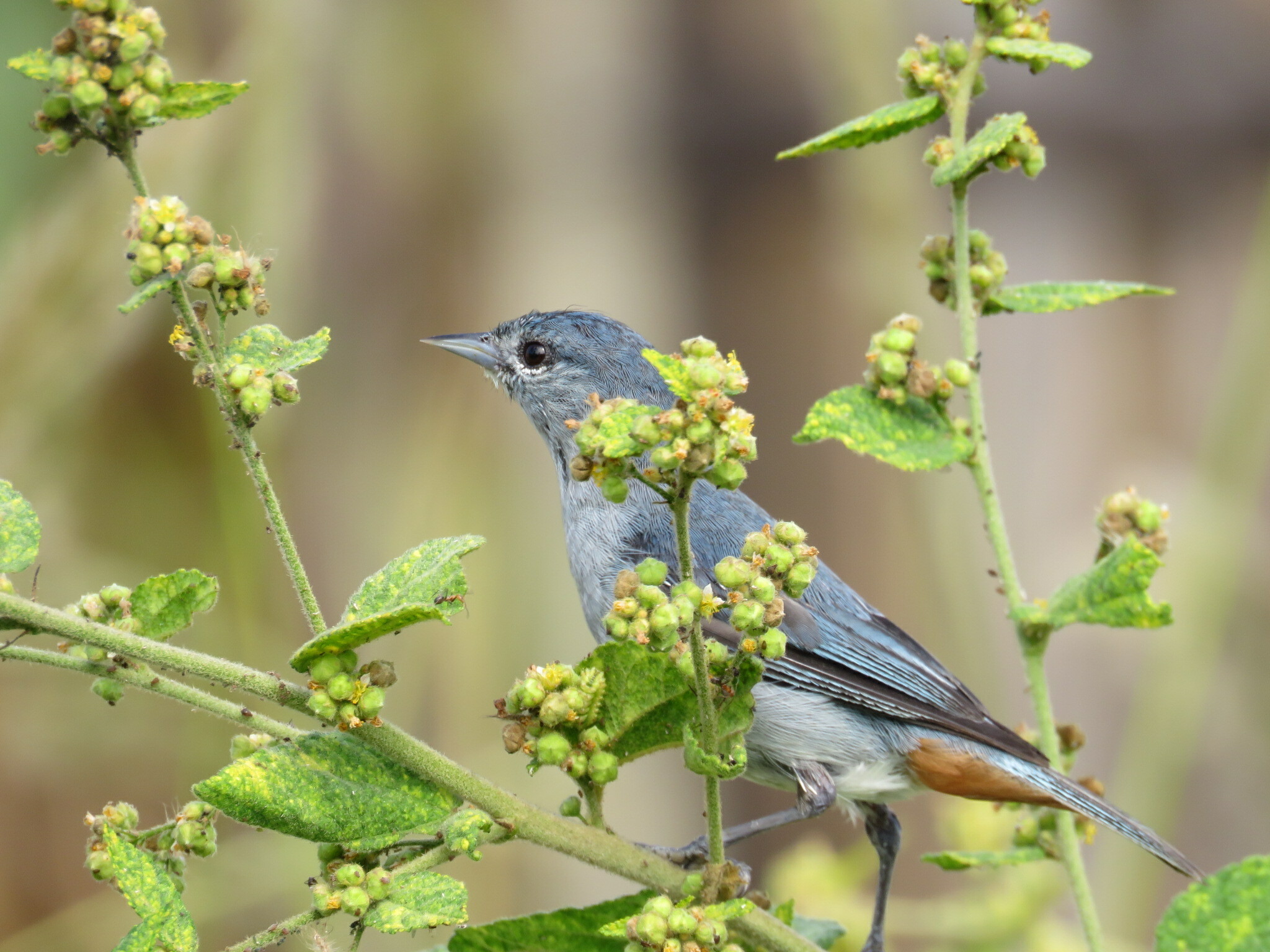 Chestnut-vented Conebill (Conirostrum speciosum)