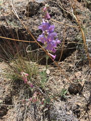 Penstemon secundiflorus