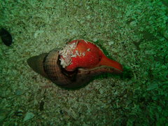 Lugubrilaria lugubris