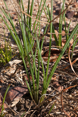Trachyandra chlamydophylla