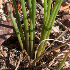 Trachyandra chlamydophylla