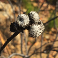 Leucospermum bolusii