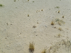 Schistocerca gregaria