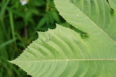 Chrysosoma globiferum